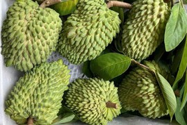 Na sầu riêng từng có giá 500 nghìn/kg, nay thành hàng bình dân