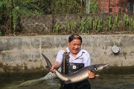  Nuôi cá nước lạnh phát triển mạnh, nông dân miền núi giàu lên hẳn