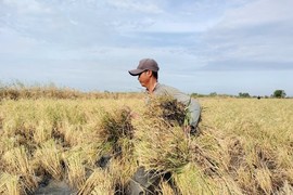 Thoăn thoắt những bàn tay vào mùa gặt thuê trên đất lúa - tôm 