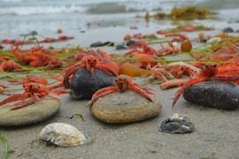 Bãi biển kỳ lạ toàn cua đỏ au đổ bộ 