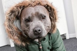 Chết mê chó Pit bull diện đồ mùa thu cực yêu 