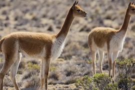 Cận cảnh loài động vật duyên dáng, biểu tượng của Peru 