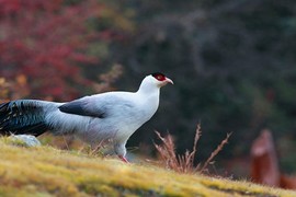 Bí mật ít ai hay loài chim có tài “yêu” thiên hạ vô địch