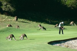 Chơi golf cùng 300 con kangaroo tại Australia