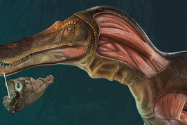 Phát hiện khủng long Spinosaurus mặt cá sấu kỳ dị, chuyên gia ngỡ ngàng 