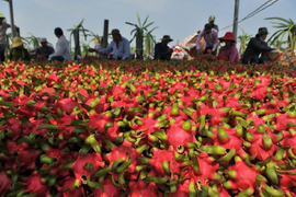 'Giải cứu' thanh long, mít, cam, bưởi... đến bao giờ?