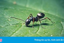 Có thể huấn luyện kiến để phát hiện ung thư qua nước tiểu