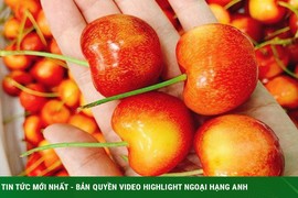 Cherry vàng giá thấp, sốt sình sịch trên chợ mạng