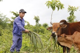 Bỏ lương 3,2 triệu/tháng, thầy giáo về quê làm nông thu nhập 500 triệu/năm