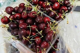 Thực hư cherry giá rẻ “bao giòn ngọt” 