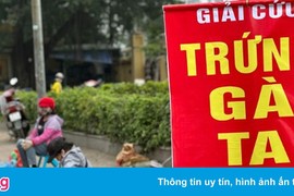 Đề nghị không mua trứng gia cầm bán 'giải cứu'