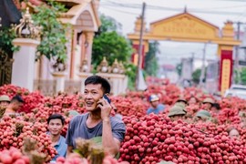 Cận cảnh: Màu vải chín nhuộm đỏ đường phố Bắc Giang