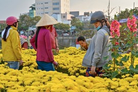 Cần Thơ ngập tràn sắc hoa ngàyTết