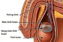 Bài thuốc hữu hiệu chữa viêm tinh hoàn từ cỏ cây dễ kiếm