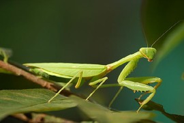 Bài thuốc chữa bệnh nam giới từ con bọ ngựa