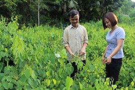 Nhà giàu Việt săn lùng “rau nhà nghèo”, không trồng cũng tự mọc xum xuê