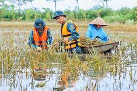 Chiến sỹ Trung đoàn tên lửa ngâm mình gặt lúa giúp dân