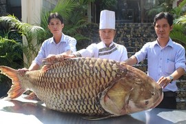 Nhà hàng Sài Gòn chi 200 triệu mua cá hô khủng trăm cân