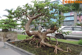 Ngắm bonsai ổi dáng thế siêu đẹp 