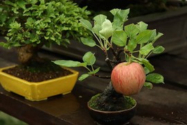 Đã mắt ngắm những cây bonsai đẹp nhất thế giới