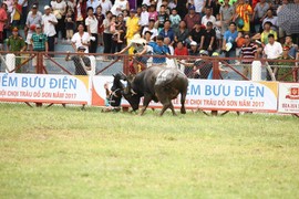 Trâu chọi húc chết người ở Đồ Sơn: Tạm dừng lễ hội năm 2017