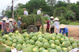 Đại biểu tâm tư chuyện được mùa, rớt giá và hiến kế giải cứu nông sản