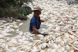 Cá chết hàng loạt sông La Ngà: Xử lý nghiêm nếu có hành vi vi phạm pháp luật