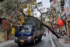 Cây trên phố cổ Hà Nội bật gốc đè trúng xe tải