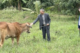 Làm mô hình lúa- cá, nuôi bò, trồng dừa, cựu binh ở Quảng Bình thu lãi 500 triệu