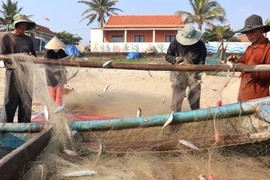 Trúng mùa cá trích, ngư dân mỏi tay gỡ “chiến lợi phẩm” 