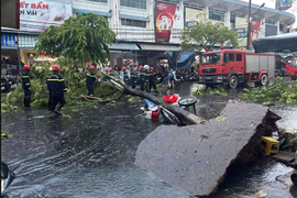 Đà Nẵng: Một phụ nữ bị thương do cây lớn bật gốc trong mưa dông