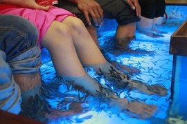 Sự thật sốc từ massage chân bằng cá ''hút'' dân Việt