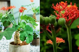 Bài thuốc chữa bệnh kỳ diệu từ cây ngô đồng