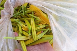 Loại hoa bán nửa triệu/kg, bà nội trợ đua nhau mua