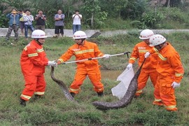 Tóm gọn trăn khổng lồ đang "phè phỡn" ăn thịt vịt