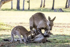 Đau lòng khoảnh khắc kangaroo đực từ giã bạn đời