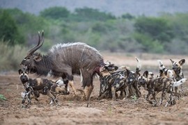 Tận mục màn săn mồi khát máu của chó hoang châu Phi 