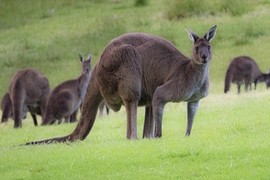 Cận cảnh quái vật kangaroo "6 múi" khiến các quý ông ghen tị