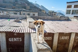 Cuộc sống khốn khổ của những con chó hoang ở dãy Himalaya