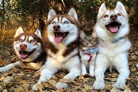 Kỳ lạ cô mèo cưng luôn nghĩ mình là chó Husky