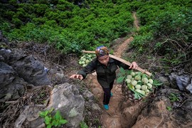 Gian nan nghề trồng na trên núi đá