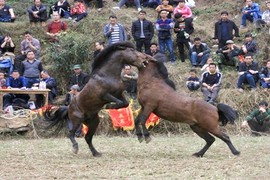 Ảnh: Cảnh chọi ngựa điên cuồng ngày xuân