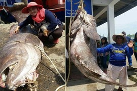 Cá mú hoang dã, nặng tới 200kg bị tóm gọn