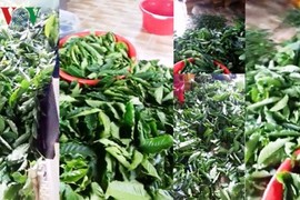 Xôn xao việc bán lá cà phê tươi 50.000 đồng/kg tại Lâm Đồng