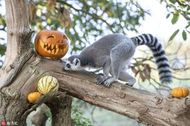 Vượn cáo hào hứng "vờn" bí ngô, đón Halloween 