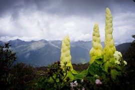 Loài cây kỳ dị như Tháp vàng, nhưng chớ vội động vào vì...