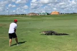 Cá sấu đi ngang thách thức, tay golf hành động lạ lùng 