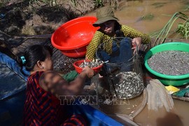  'Ngón nghề' nuôi nhử cá đồng mùa nước nổi