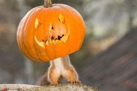 Hài hước cảnh động vật "vờn" trái bí Halloween ai xem cũng phải cười