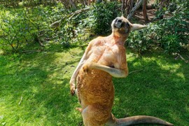 Kangaroo hung hăng đuổi giết bà lão, gây thương tích nặng